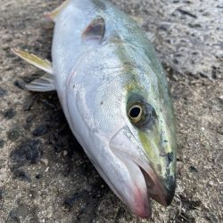 爆風の中なんとか１匹ゲット