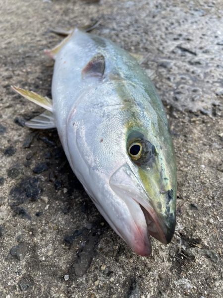 爆風の中なんとか１匹ゲット