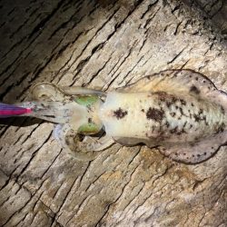 ヒラマサ狙いでしたが