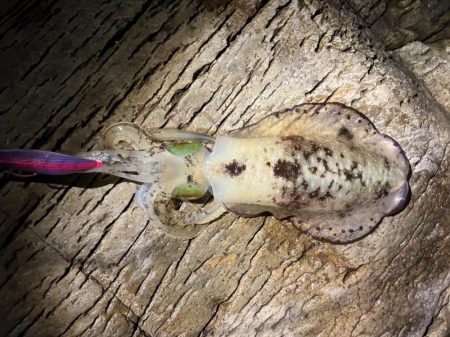 ヒラマサ狙いでしたが