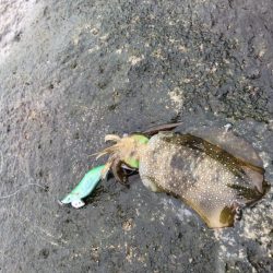 朝マヅメエギング