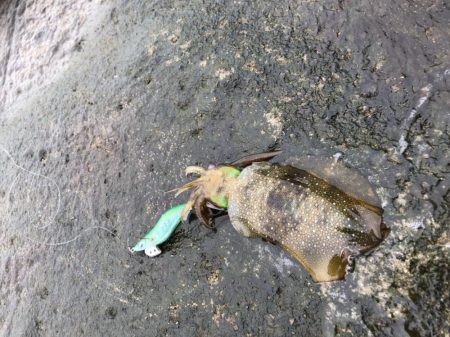 朝マヅメエギング