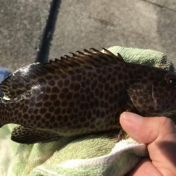 オオモンばっかり