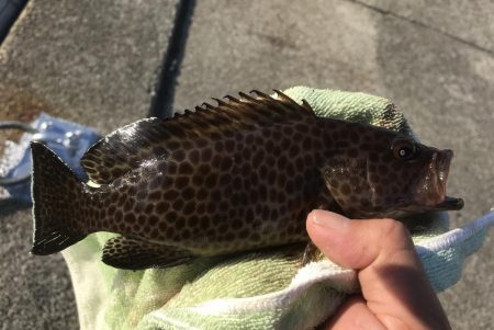 オオモンばっかり