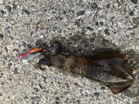 エギング釣行