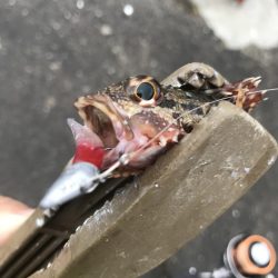 ライトワインドでガシラGET