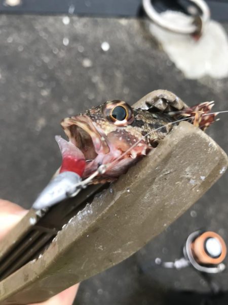 ライトワインドでガシラGET