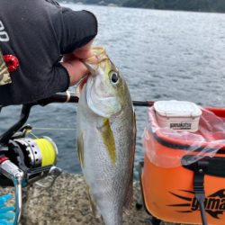 カゴ釣りでイサギ