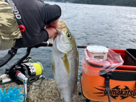 カゴ釣りでイサギ