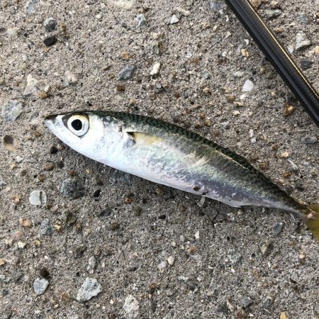 久しぶりの釣行