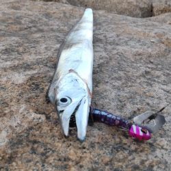 タチウオとイケカツオ？