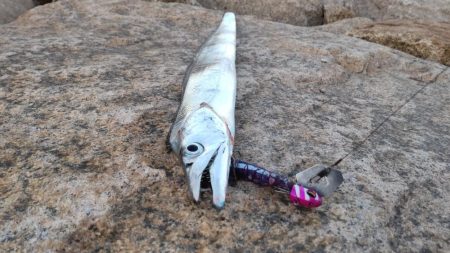 タチウオとイケカツオ？