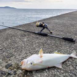 ネイリとカマス