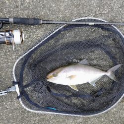 今日も奴が居た(笑)