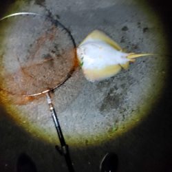 40日ぶりに魚を釣りました