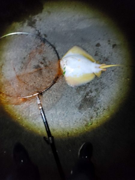 40日ぶりに魚を釣りました