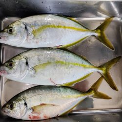 仕事帰りにシマアジ釣り