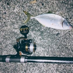 シマアジ釣りたいのに大ボラが。