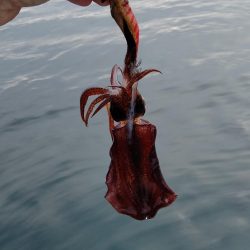 マイボートエギング