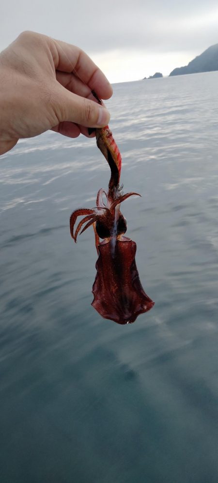 マイボートエギング