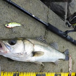 2匹合わせてランカー✌️😁