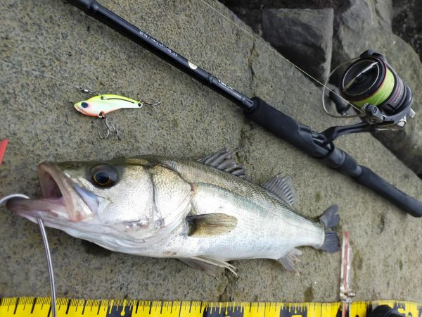 2匹合わせてランカー✌️😁