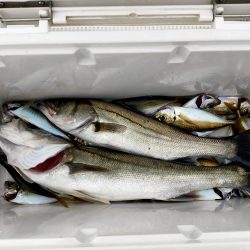 シーバスとアジとセイゴ