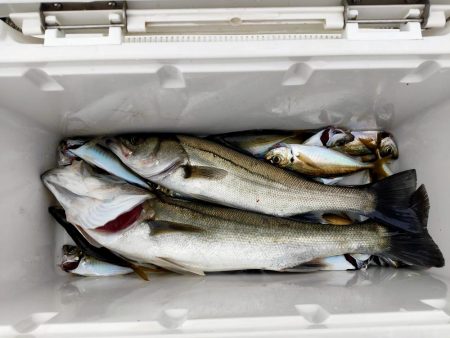 シーバスとアジとセイゴ