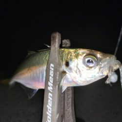 アジとイカ探して