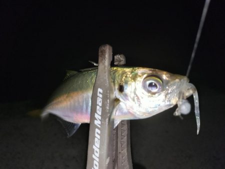 アジとイカ探して