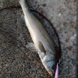 ショアジギング