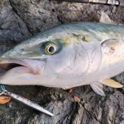 ブリ、アジ、カマス