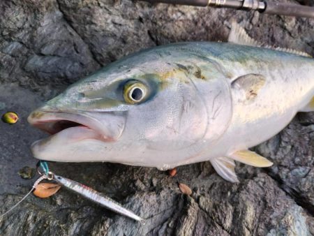 ブリ、アジ、カマス