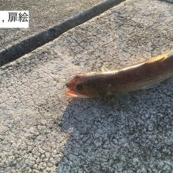 朝マヅメに何とか1発!