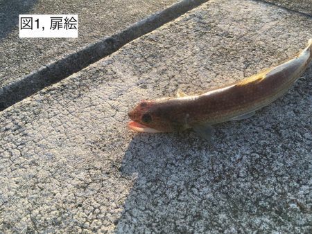 朝マヅメに何とか1発!