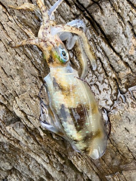 今回も青物狙いでしたが