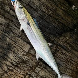 久しぶりに青物が釣れましたが