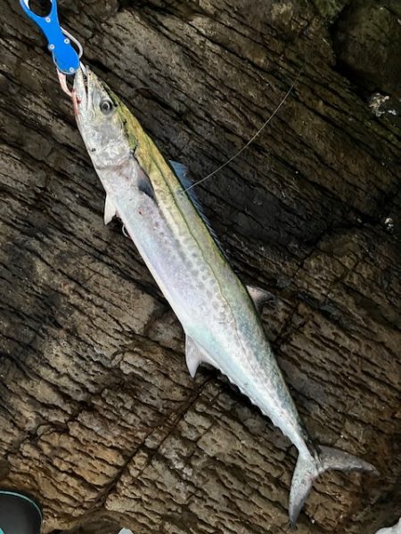 久しぶりに青物が釣れましたが