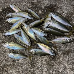 ファミリーフィッシング!