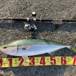 湾奥ブリとはいかず…