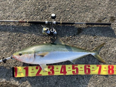 湾奥ブリとはいかず…