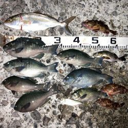 良型秋グレにシオ