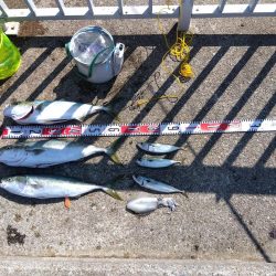 メジロ・メジロ・メジロ・サバサバサバ・アオリイカ