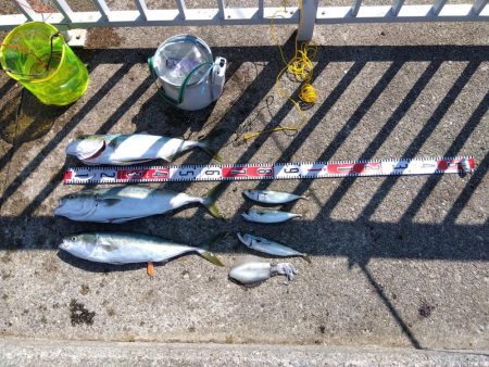 メジロ・メジロ・メジロ・サバサバサバ・アオ…