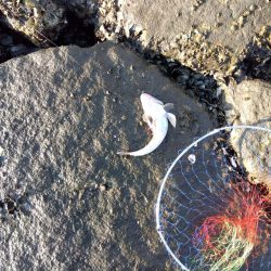 10月初物、嬉しい1匹