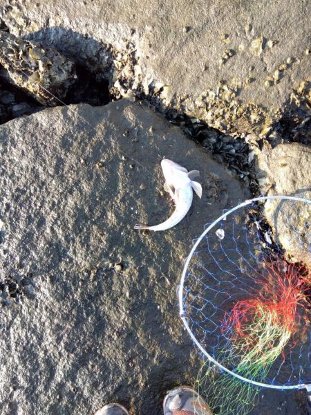 10月初物、嬉しい1匹