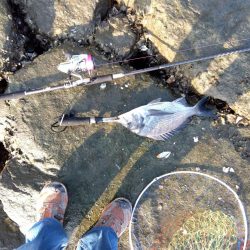 今日も釣れて一安心