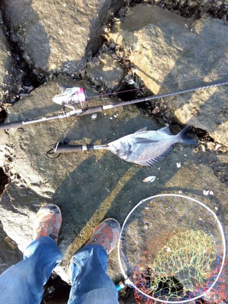 今日も釣れて一安心