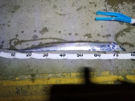 ぶら～っと夜釣り