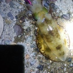 アオリイカ1杯!カマス11匹!小アジ1匹!